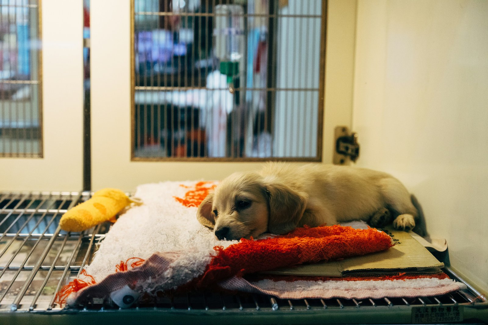 Veterinarian examining a dog at BTM Vet Clinic, Bangalore — professional pet health consultation
