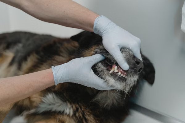 Professional pet vaccination and health checkup service at a veterinary clinic in BTM Layout, Bangalore