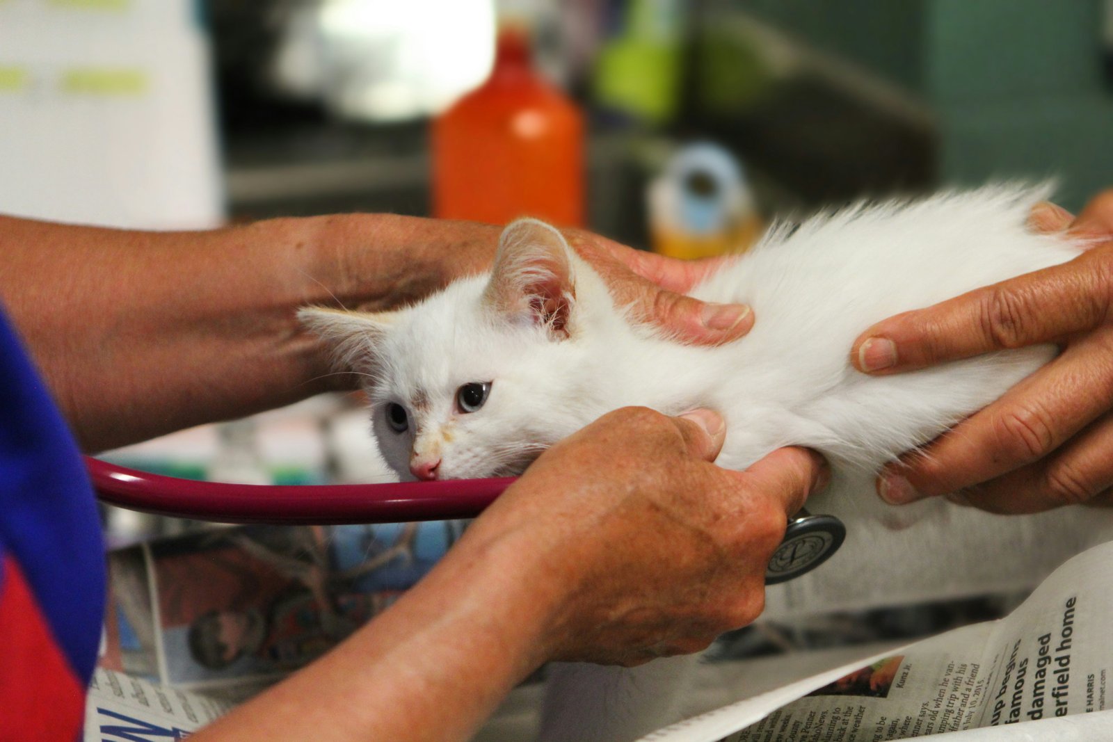 Veterinarian performing a clinical examination on a cat — expert feline care at BTM Vet Clinic